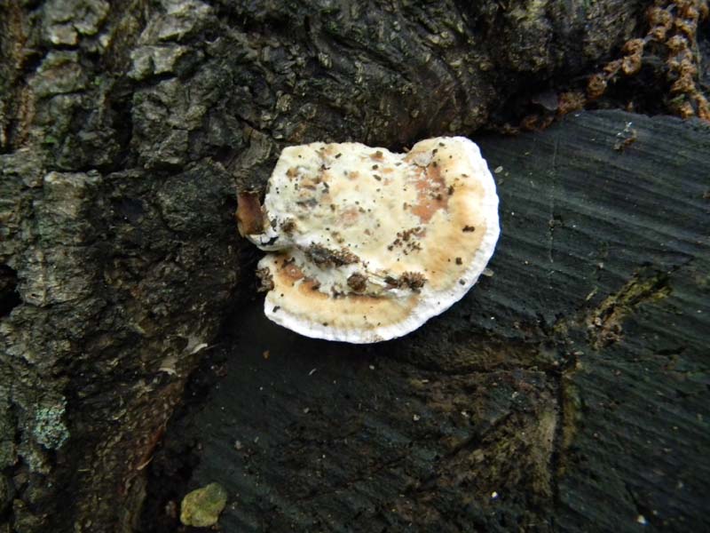 2) Il seguito del 19.10.2010.